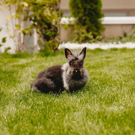 Apartman White House Iris Napoca - 1- Parcare Gratuita, Self Check In 24h, Aeroport 15 Minute ! *