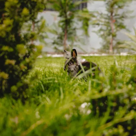 White House Iris Napoca - 1- Parcare Gratuita, Self Check In 24h, Aeroport 15 Minute ! Cluj-Napoca